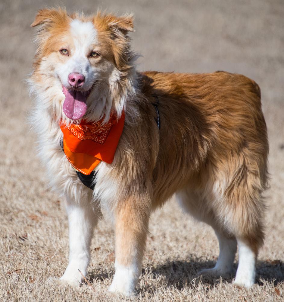 Enlarge Ollie, a Adoptable Australian Shepherd in Marietta, GA image 6/6
