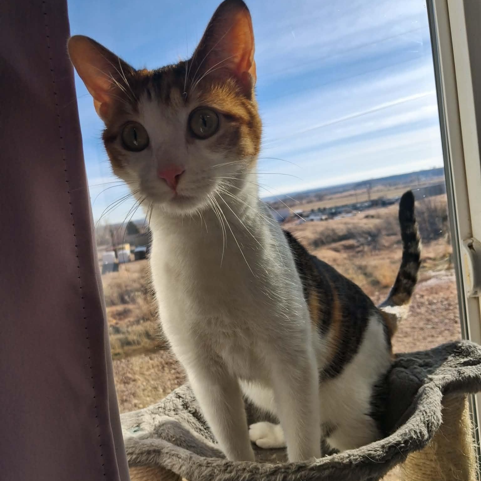 Rosie, ADOPTABLE, Adult Female Domestic Short Hair.