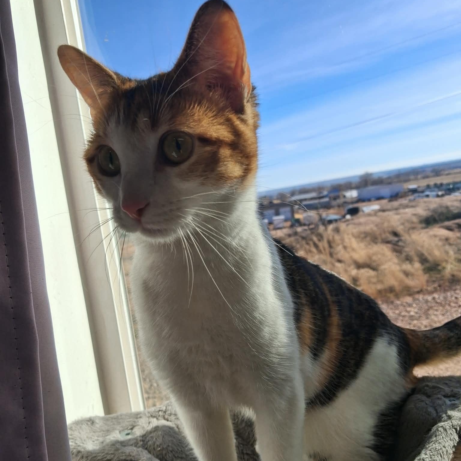 Enlarge Rosie, a ADOPTABLE Domestic Short Hair in Roosevelt, UT image 3/3