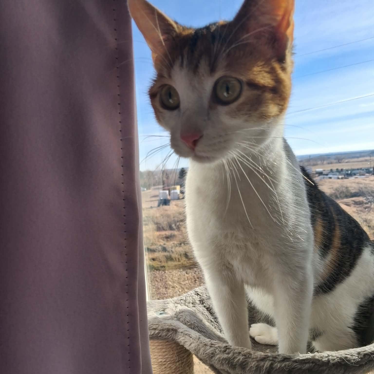 Enlarge Rosie, a ADOPTABLE Domestic Short Hair in Roosevelt, UT image 2/3