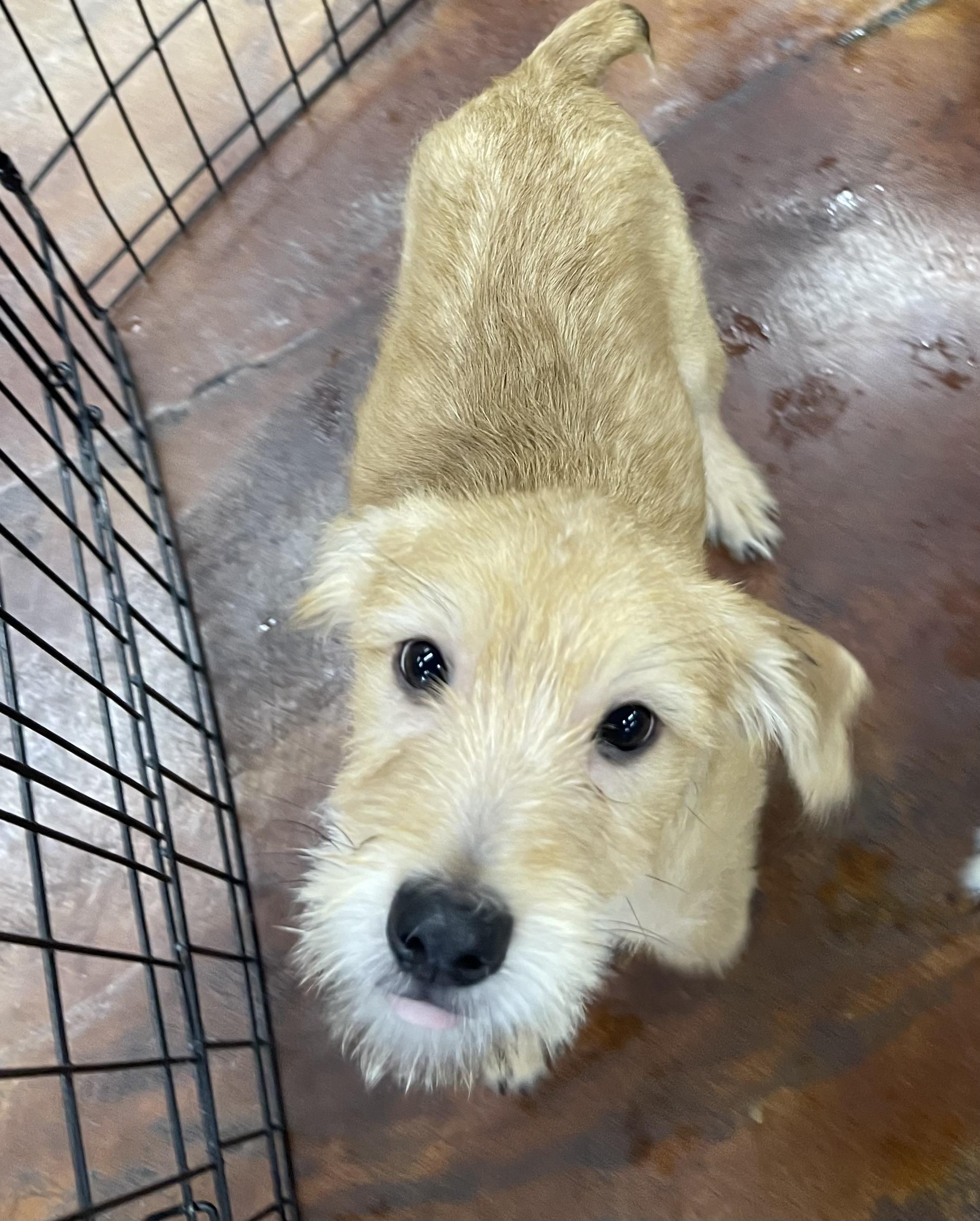 Bob Kat, an adopted mixed breed in Chandler, AZ image 2/6