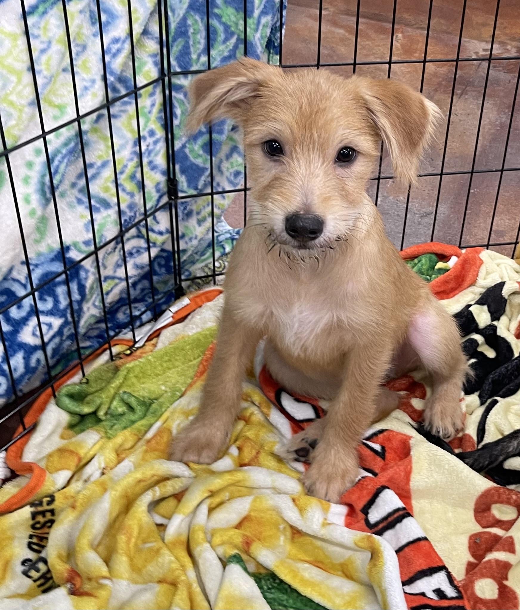 Bob Kat, an adopted mixed breed in Chandler, AZ image 1/6