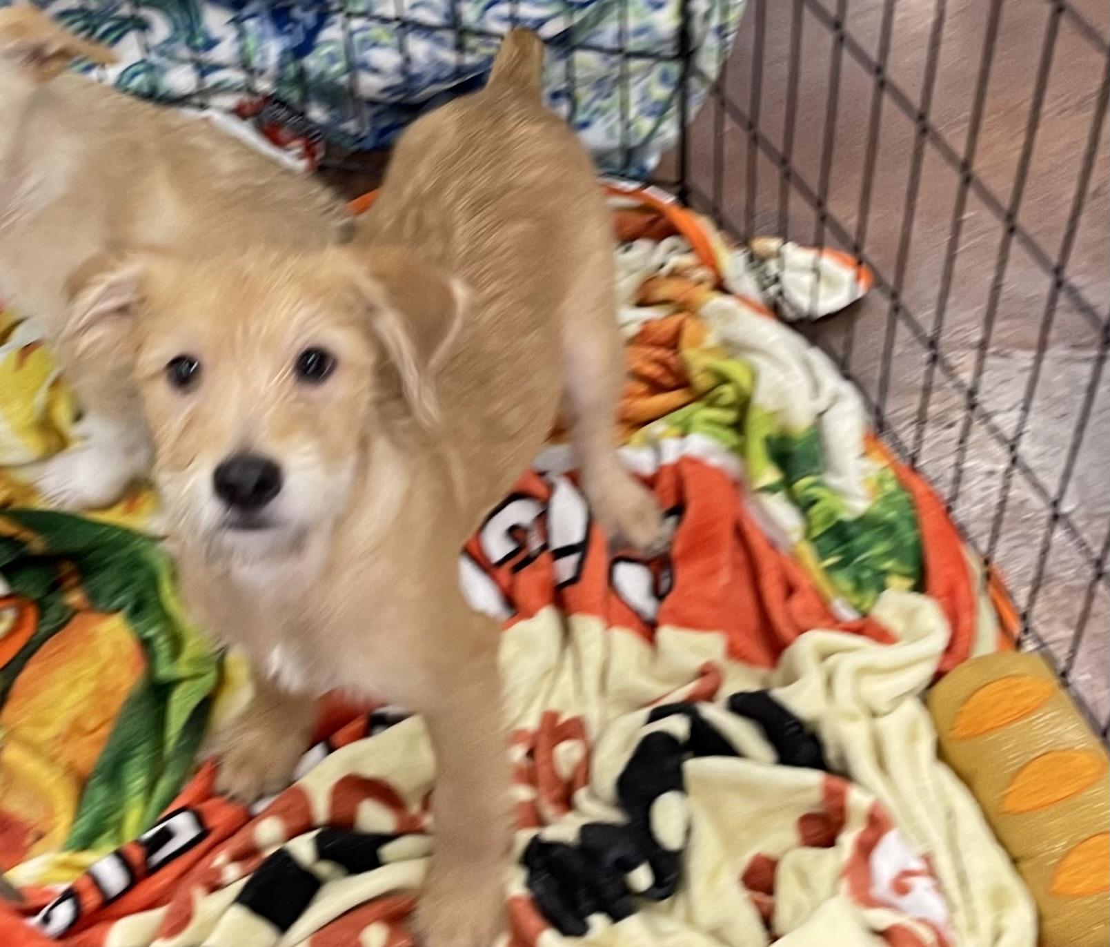 Bob Kat, an adopted mixed breed in Chandler, AZ image 3/6