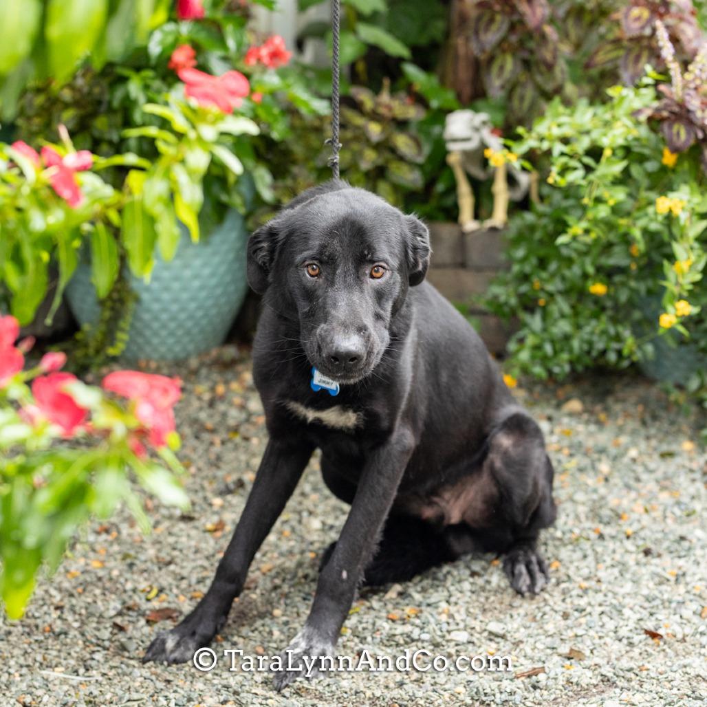 Jimmy, Adoptable, Adult Male Labrador Retriever.