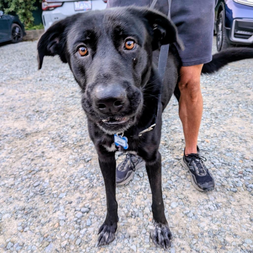 Jimmy, a Adoptable Labrador Retriever in Wake Forest, NC image 2/6