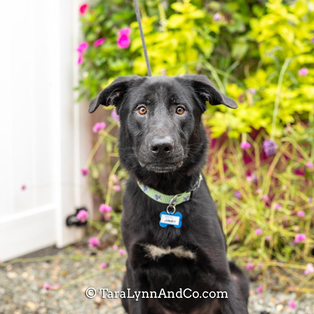 Jimmy, a Adoptable Labrador Retriever in Wake Forest, NC image 4/6