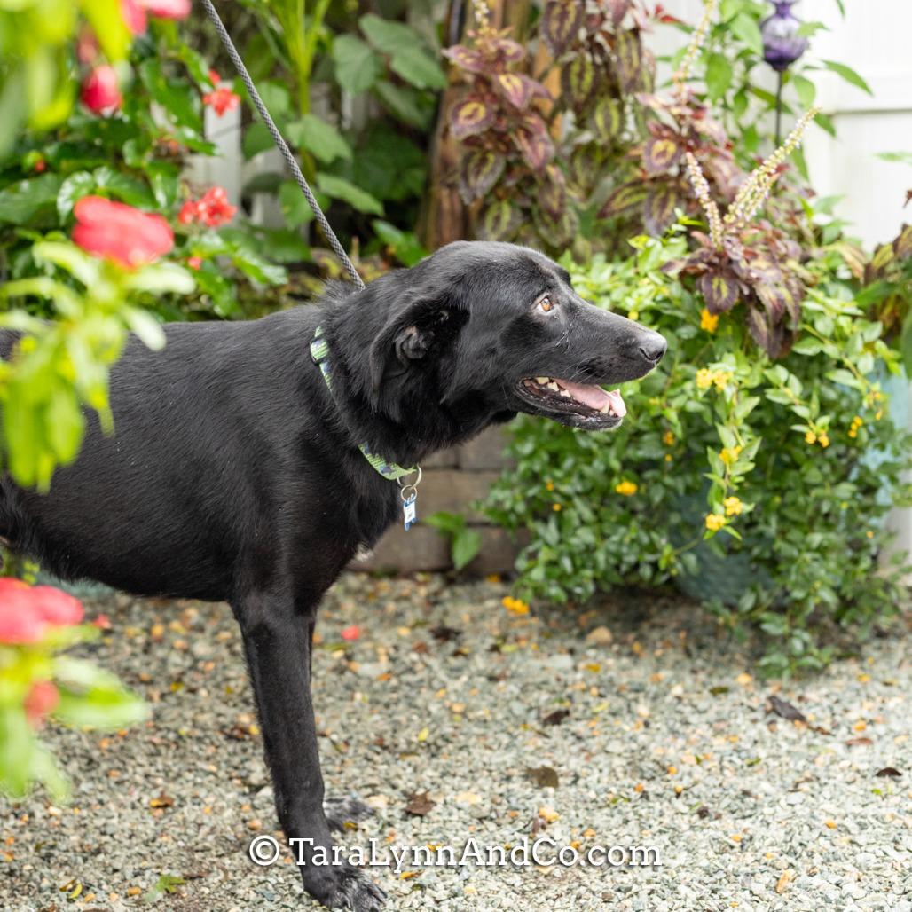 Jimmy, a Adoptable Labrador Retriever in Wake Forest, NC image 5/6