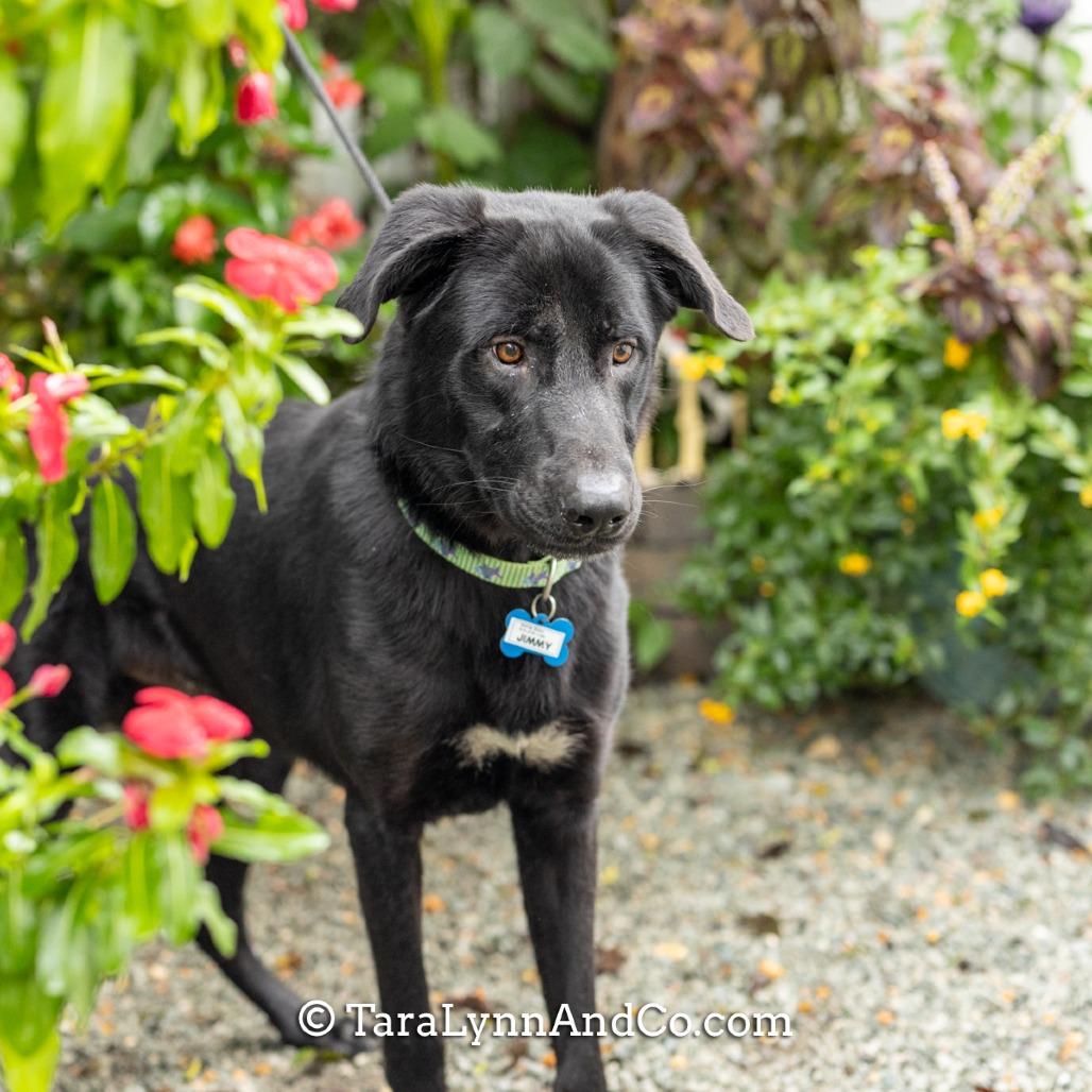 Jimmy, a Adoptable Labrador Retriever in Wake Forest, NC image 6/6