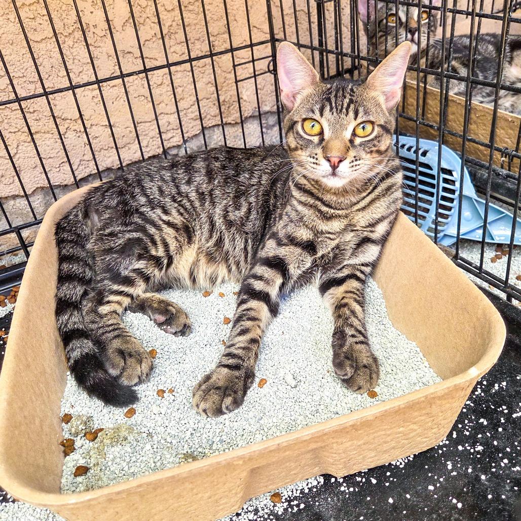 Enlarge Rinse, a Adoptable Domestic Short Hair in San Diego, CA image 2/2