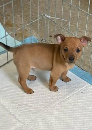 Enlarge Andy, a Adoptable mixed breed in Wichita, KS image 1/1