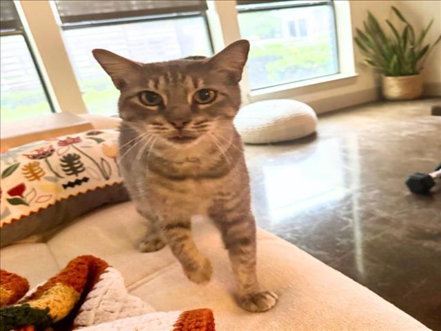 NENA, Adoptable, Young Female Domestic Short Hair & Domestic Short Hair.