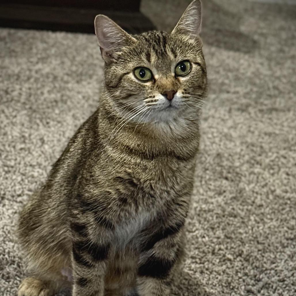 Enlarge Paris C66507, a Adoptable Domestic Short Hair in Minnetonka, MN image 1/6