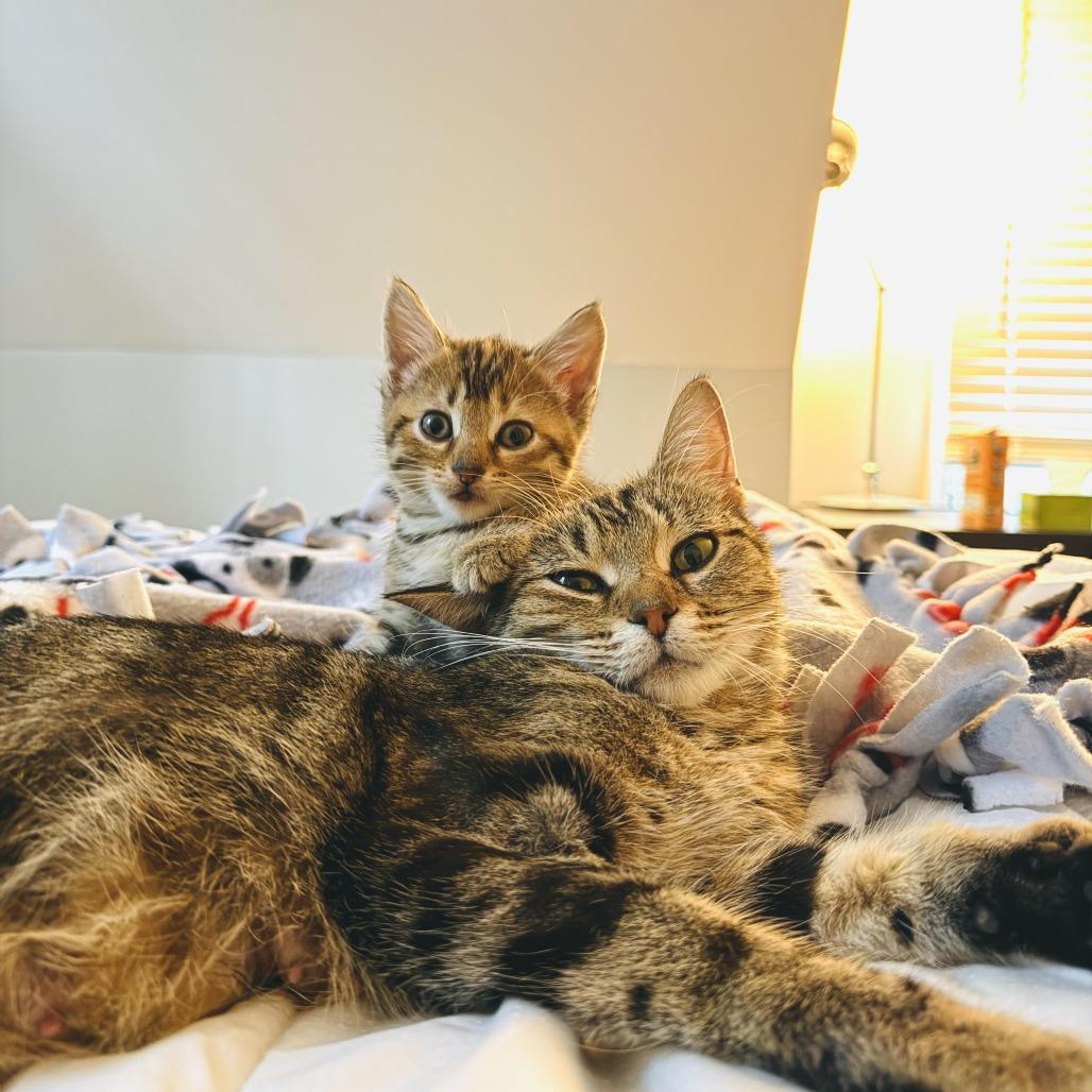 Enlarge Paris C66507, a Adoptable Domestic Short Hair in Minnetonka, MN image 1/5