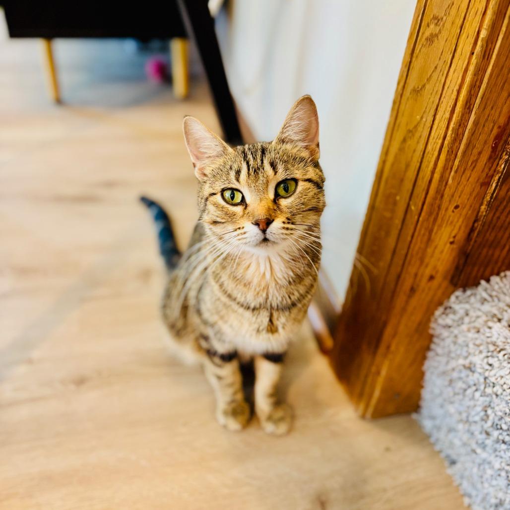 Enlarge Paris C66507, a Adoptable Domestic Short Hair in Minnetonka, MN image 2/6