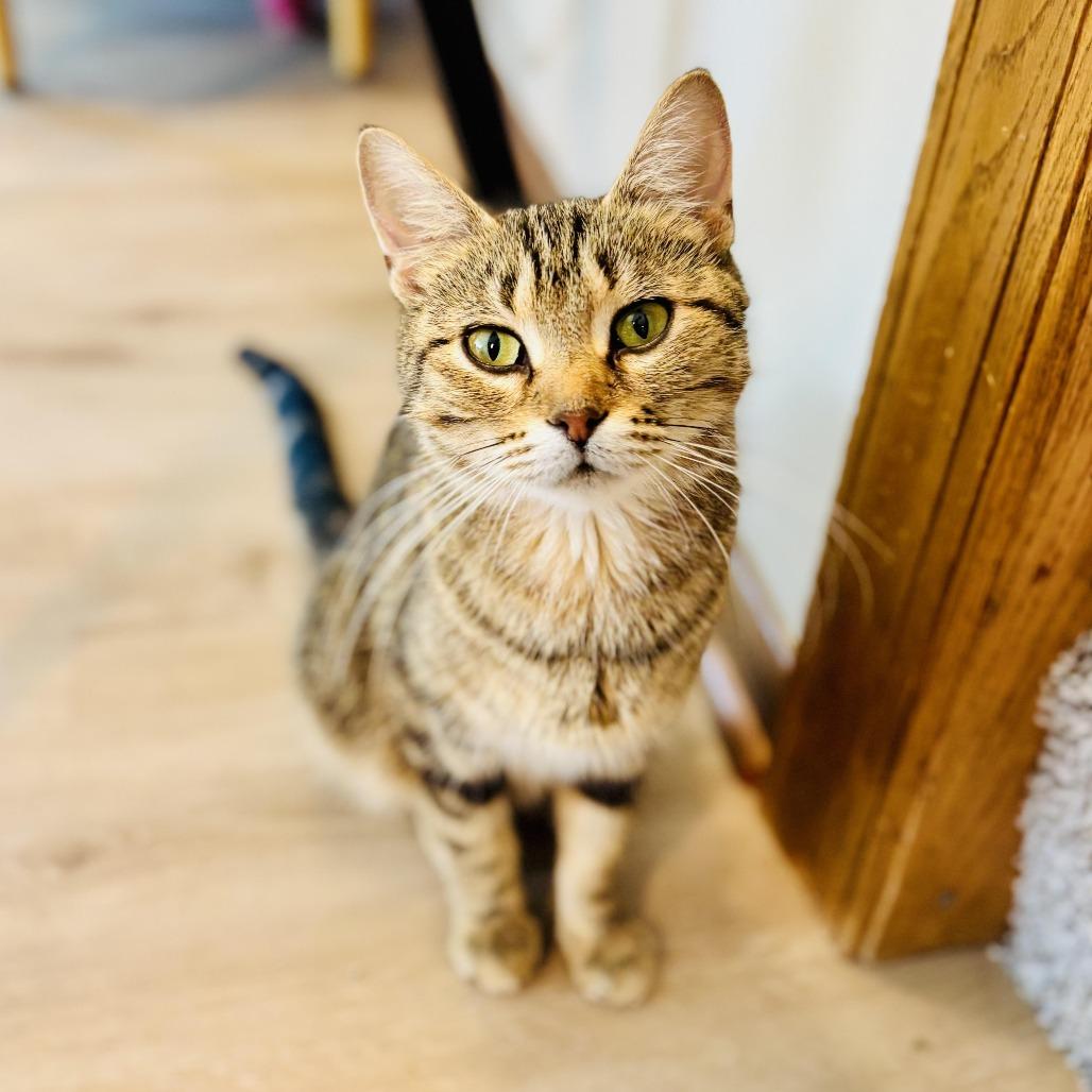 Enlarge Paris C66507, a Adoptable Domestic Short Hair in Minnetonka, MN image 3/6