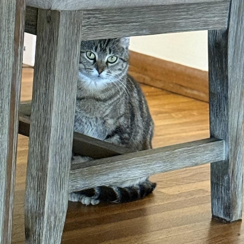 Enlarge Paris C66507, a Adoptable Domestic Short Hair in Minnetonka, MN image 4/6