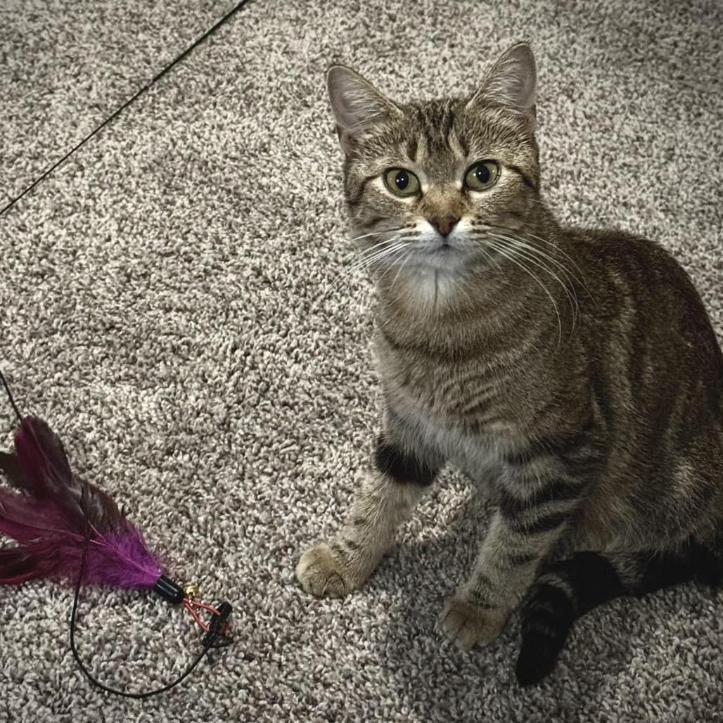 Enlarge Paris C66507, a Adoptable Domestic Short Hair in Minnetonka, MN image 4/5
