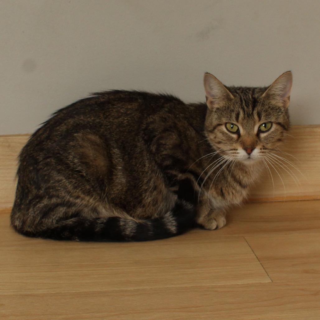 Enlarge Paris C66507, a Adoptable Domestic Short Hair in Minnetonka, MN image 5/6