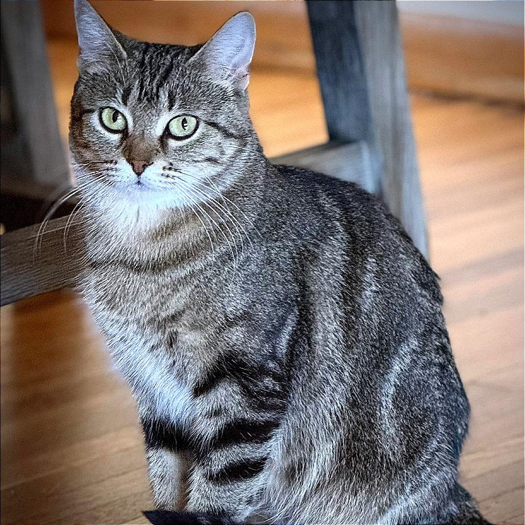 Enlarge Paris C66507, a Adoptable Domestic Short Hair in Minnetonka, MN image 6/6