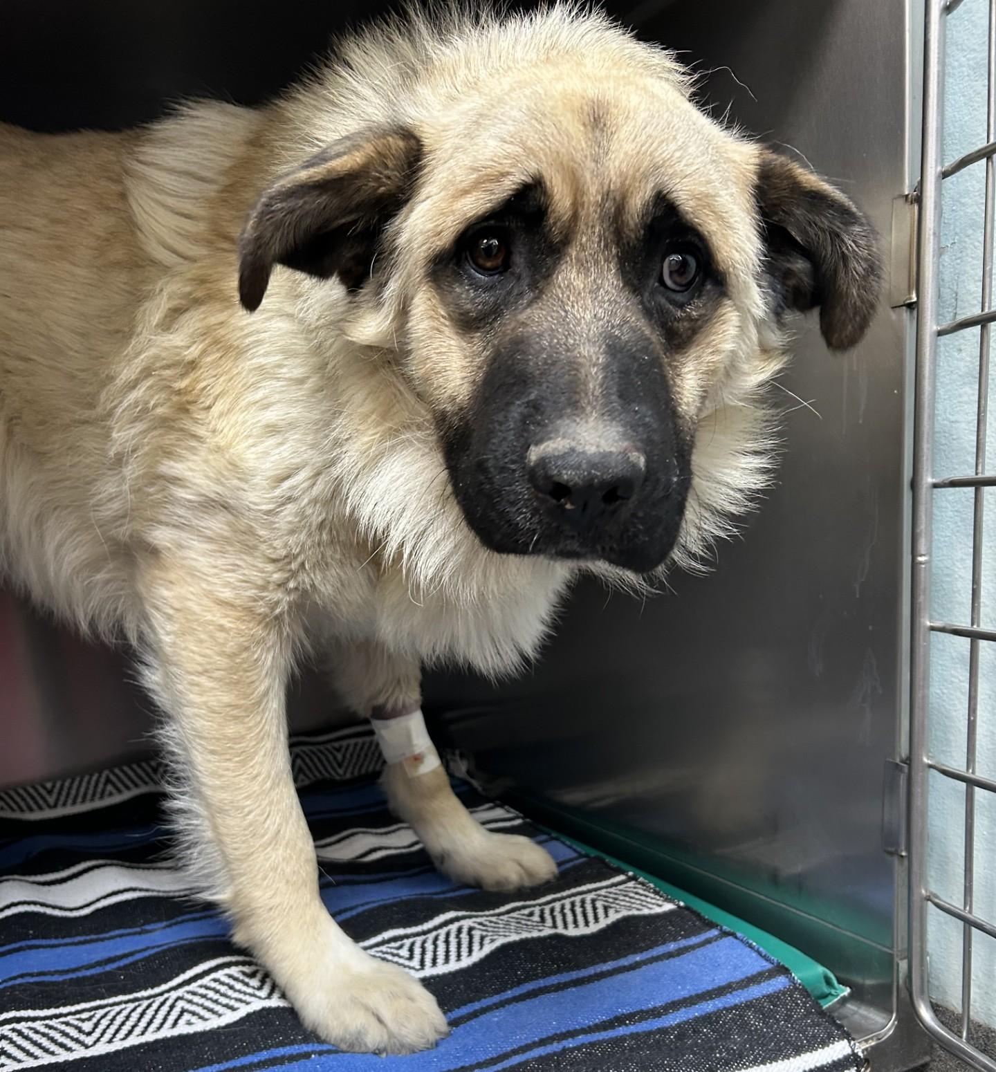 Enlarge 60902552 / George, an adopted mixed breed in Elko, NV image 1/1