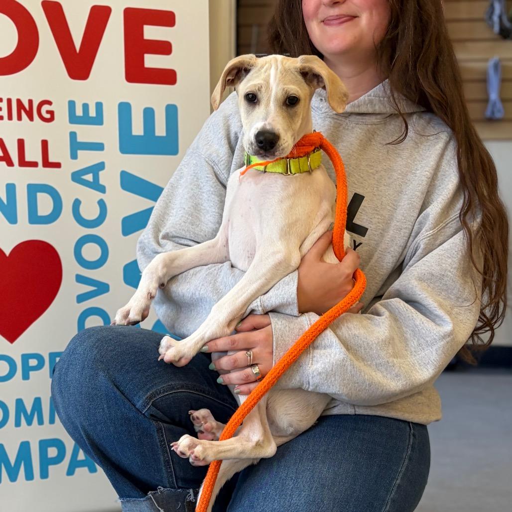 Enlarge Goanna, a Adoptable Mixed Breed in Morrisville, VT image 1/6