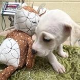 Enlarge Goanna, a Adoptable Mixed Breed in Morrisville, VT image 2/6