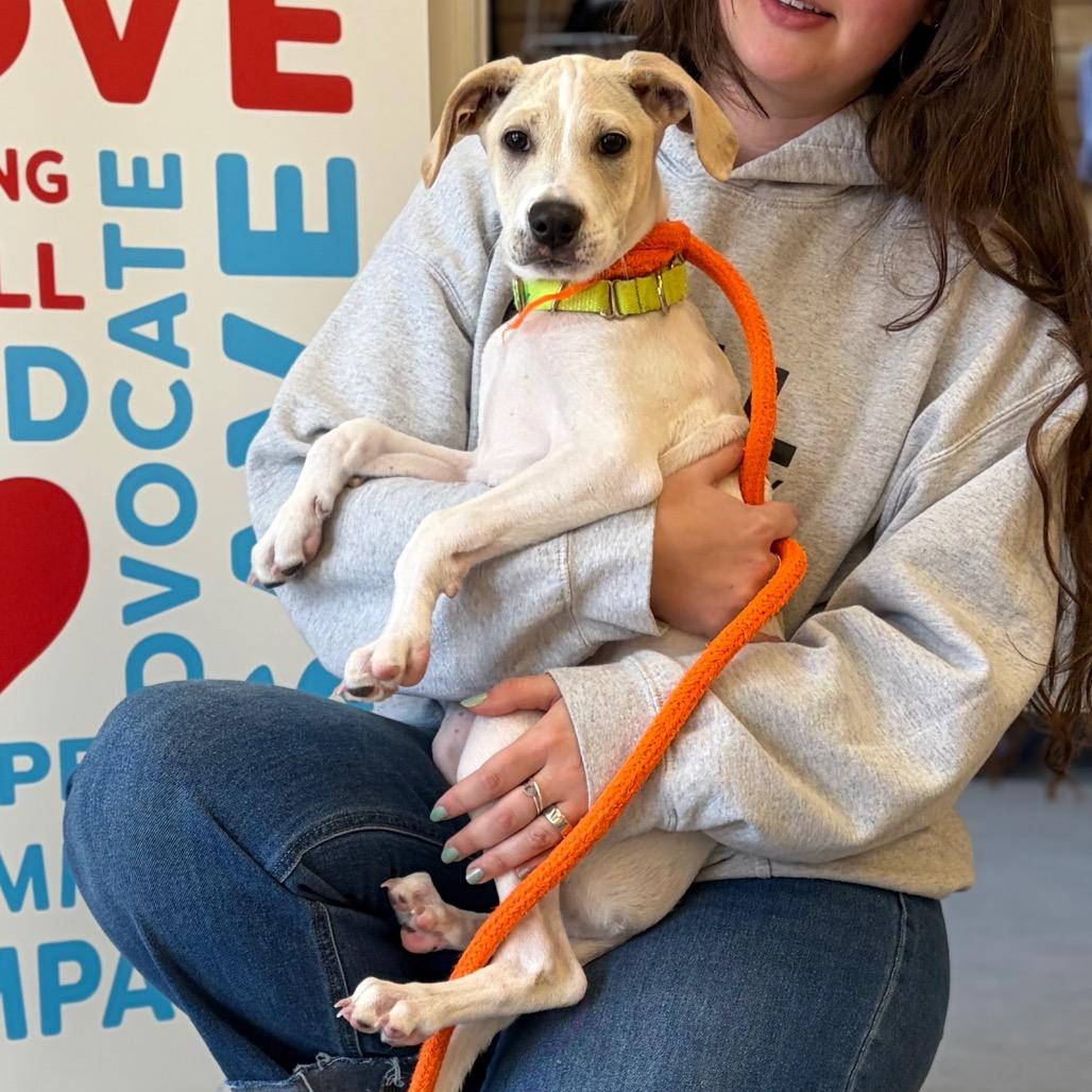 Enlarge Goanna, a Adoptable Mixed Breed in Morrisville, VT image 3/6
