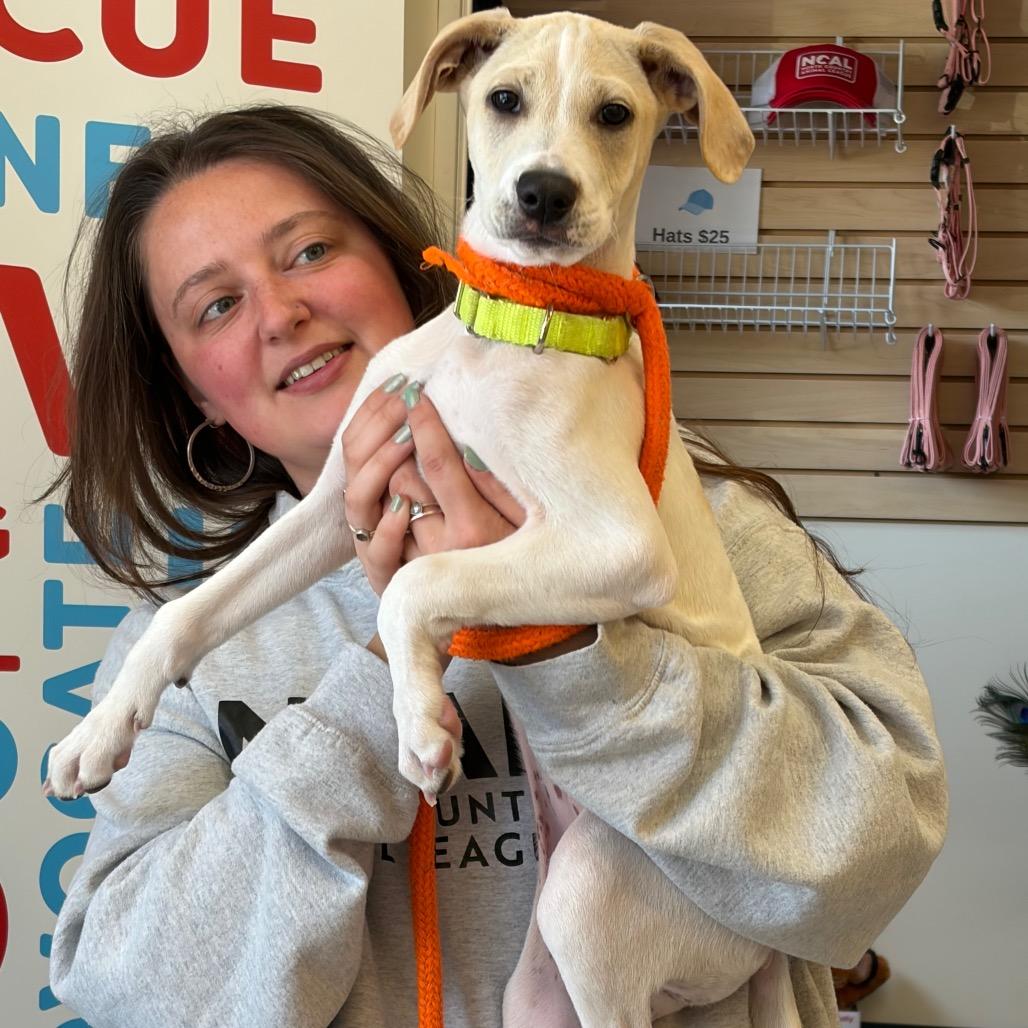 Enlarge Goanna, a Adoptable Mixed Breed in Morrisville, VT image 6/6