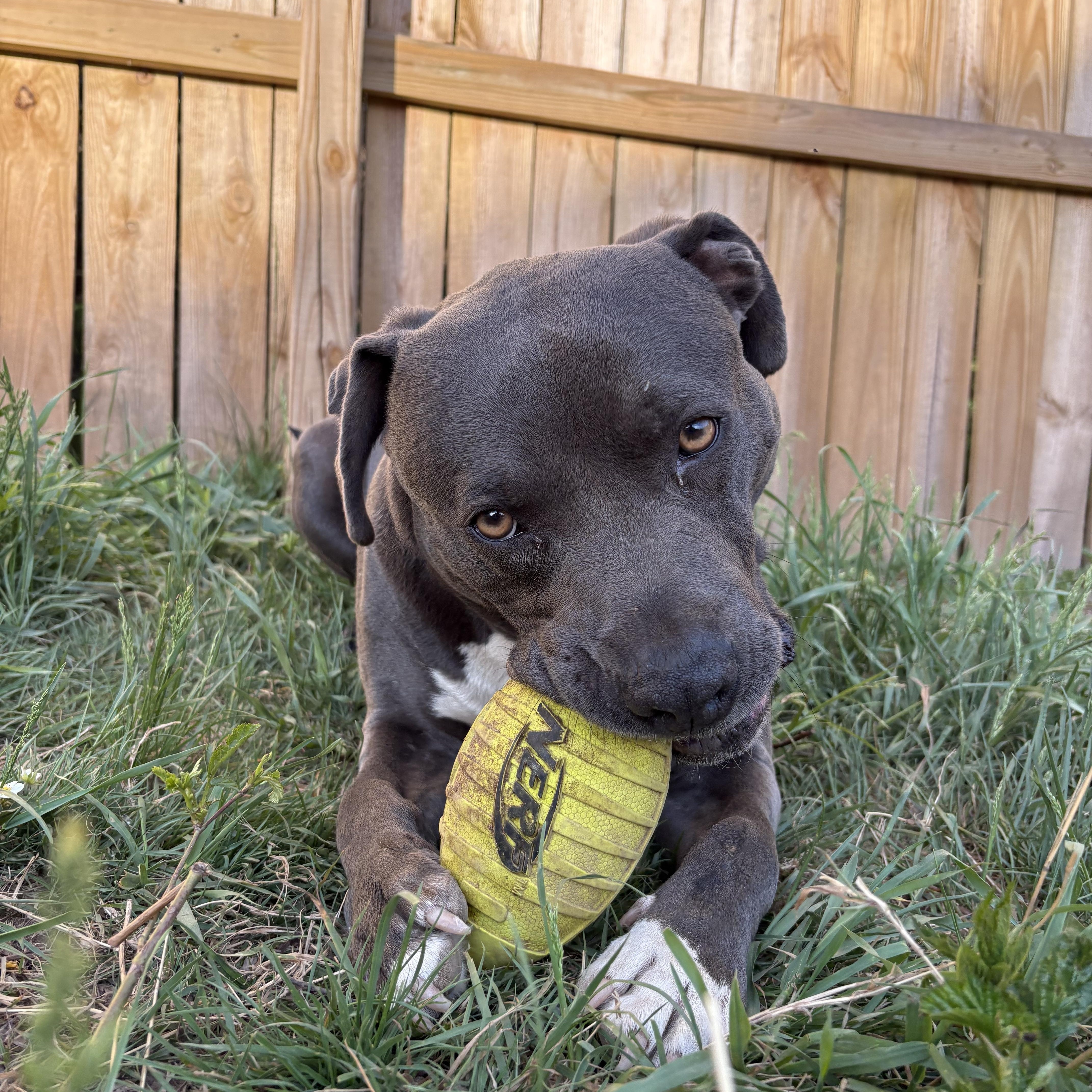 Enlarge Applejack, a ADOPTABLE American Staffordshire Terrier in Munising, MI image 4/5