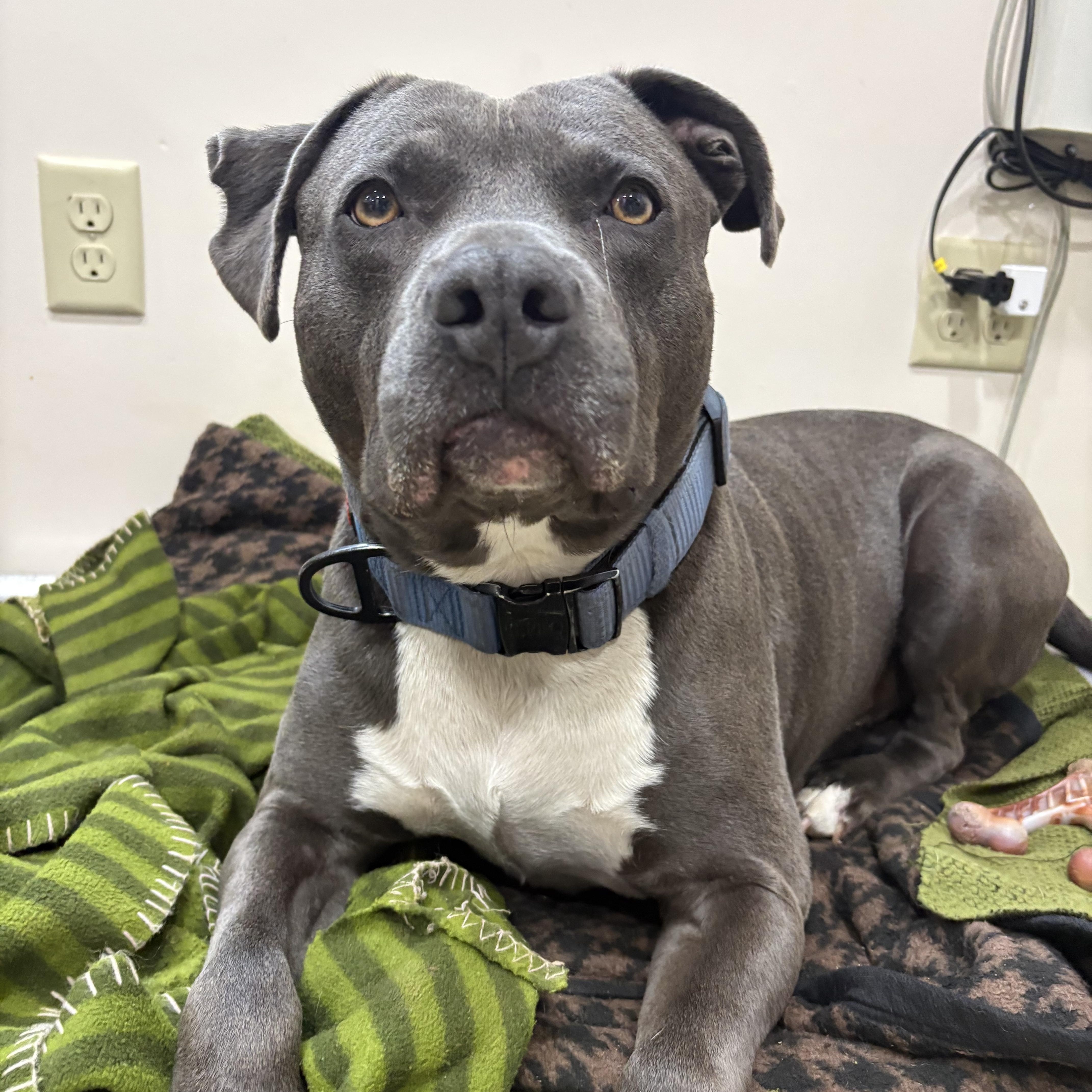 Enlarge Applejack, a ADOPTABLE American Staffordshire Terrier in Munising, MI image 1/5