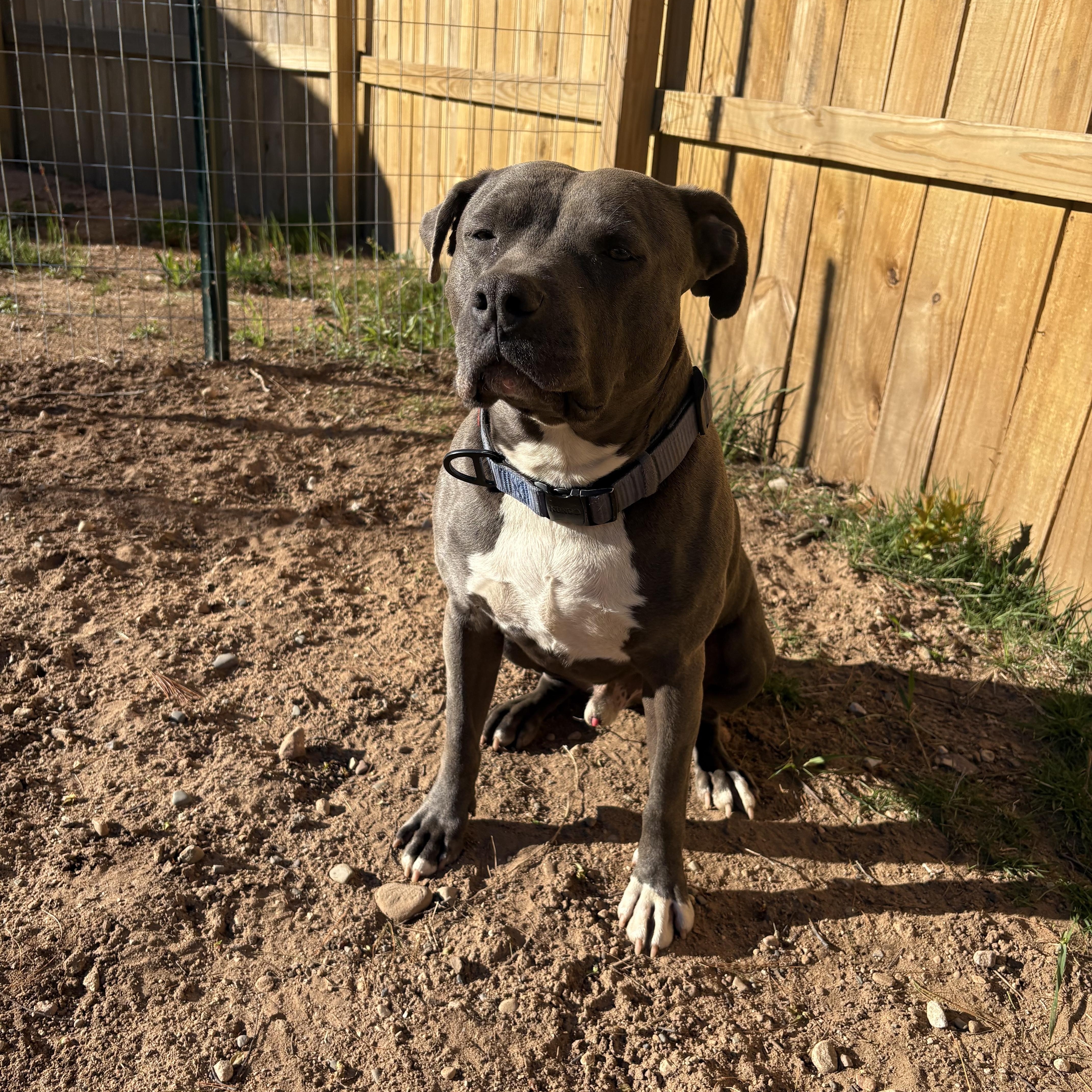 Enlarge Applejack, a ADOPTABLE American Staffordshire Terrier in Munising, MI image 2/5