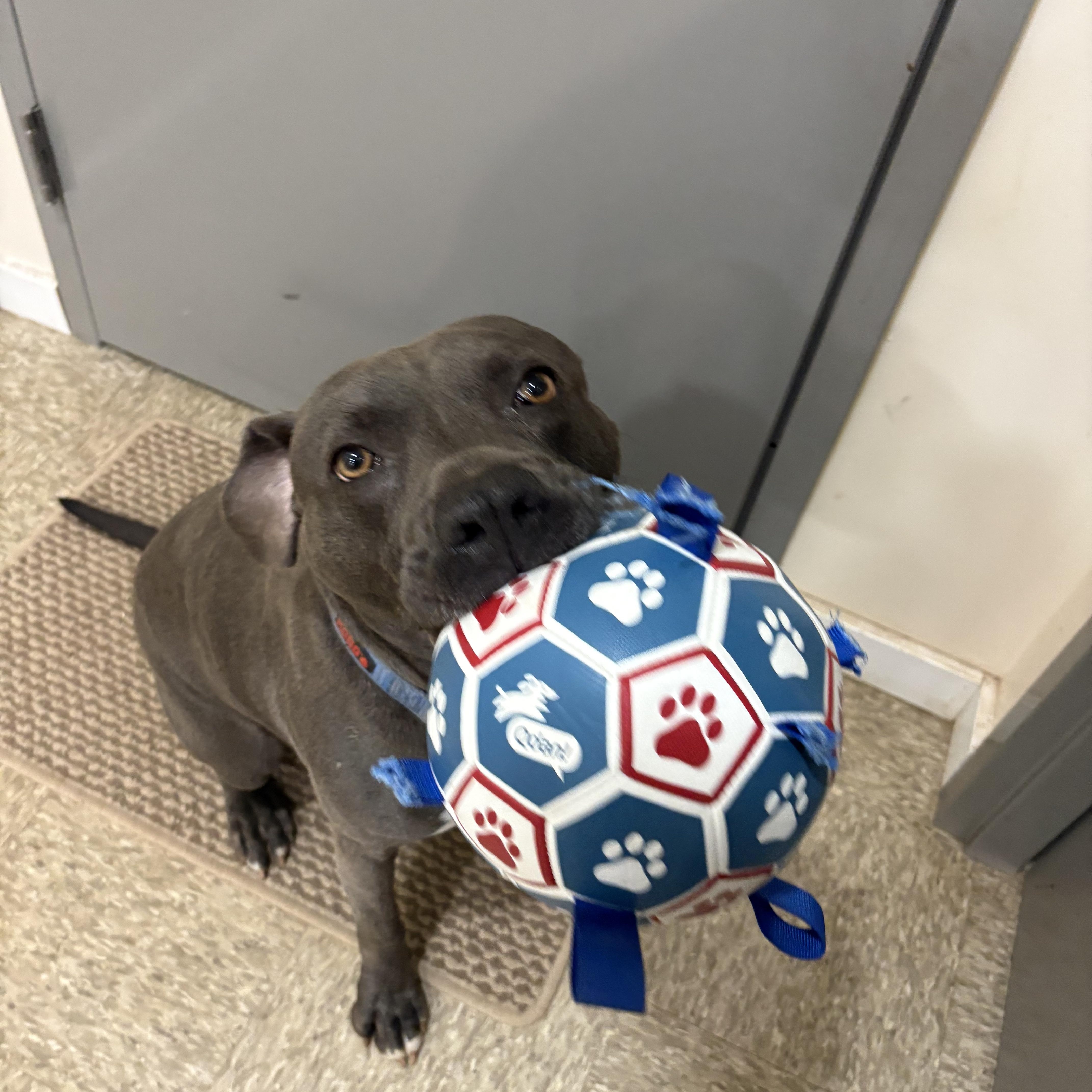 Enlarge Applejack, a ADOPTABLE American Staffordshire Terrier in Munising, MI image 3/5