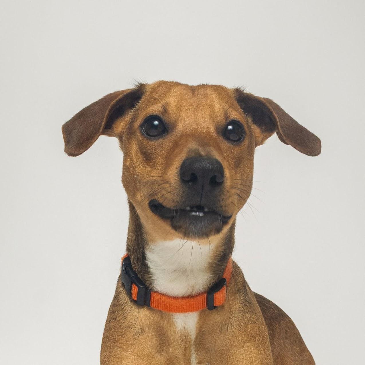 Enlarge Reese, an adopted Rat Terrier in Boyne City, MI image 3/3