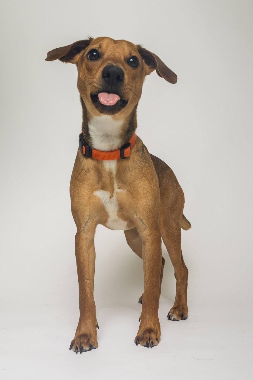 Enlarge Reese, an adopted Rat Terrier in Boyne City, MI image 2/3