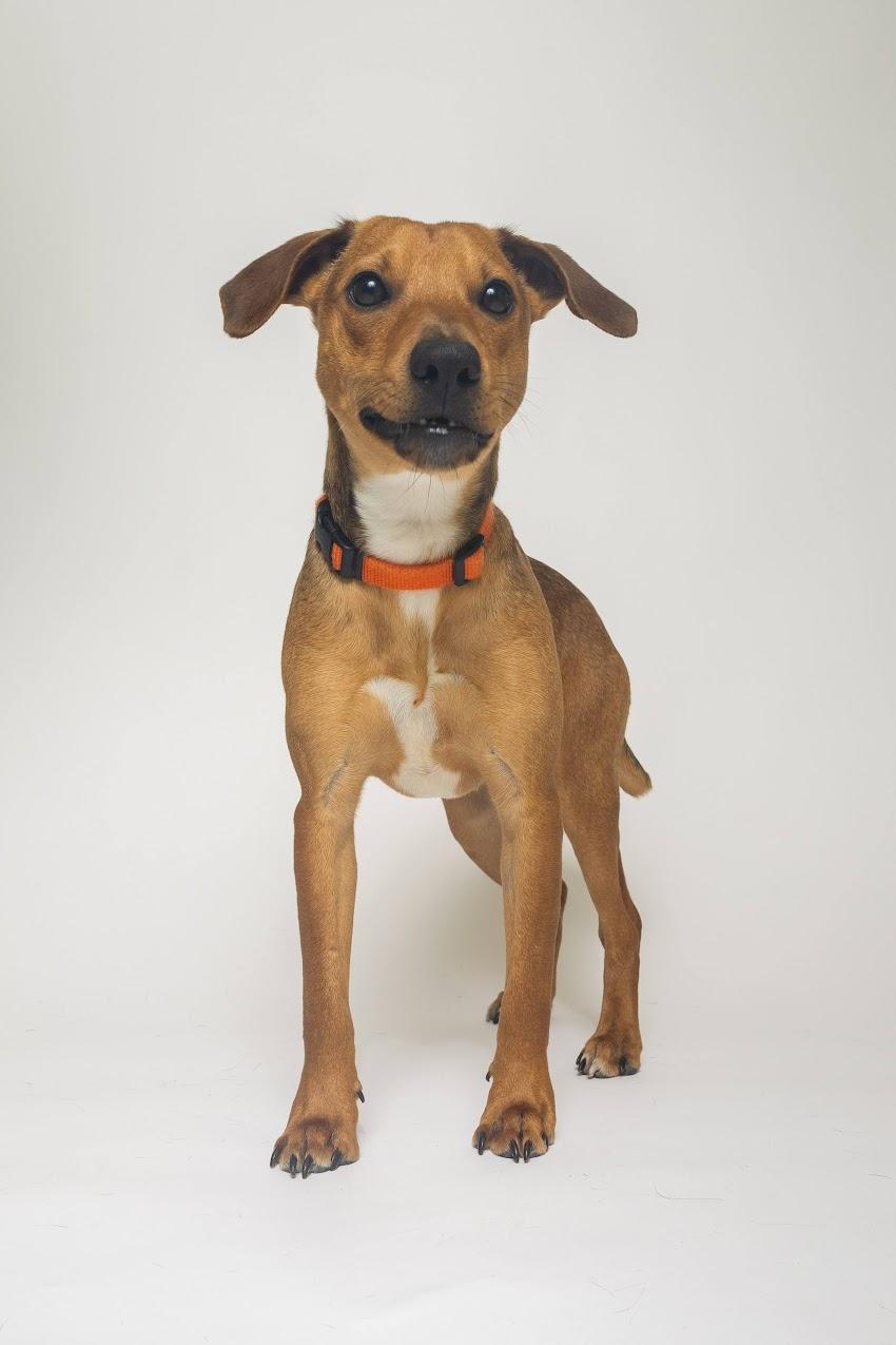 Reese, adopted, Young Male Rat Terrier.