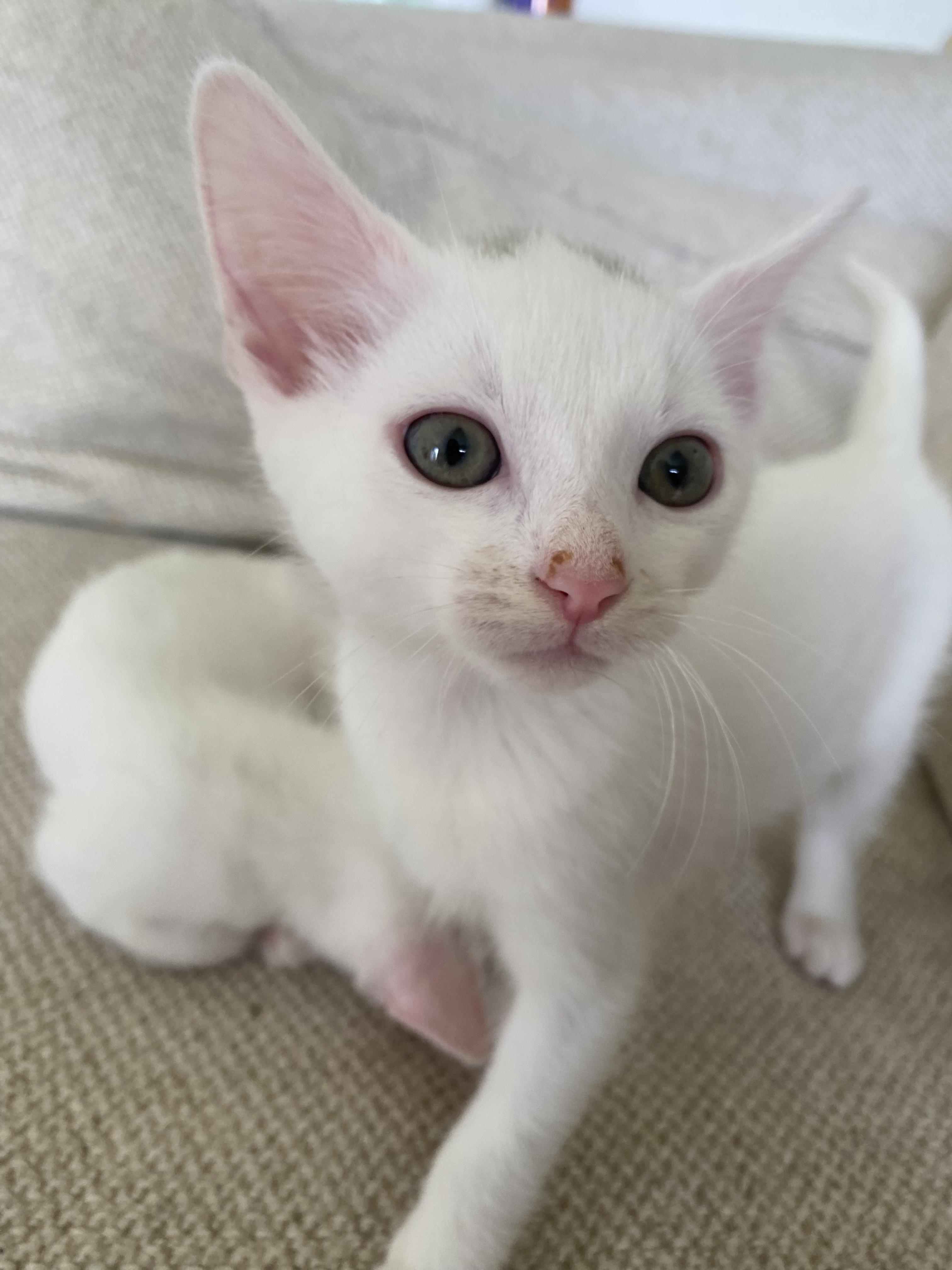 Saturday, ADOPTABLE, Kitten Male Domestic Short Hair.