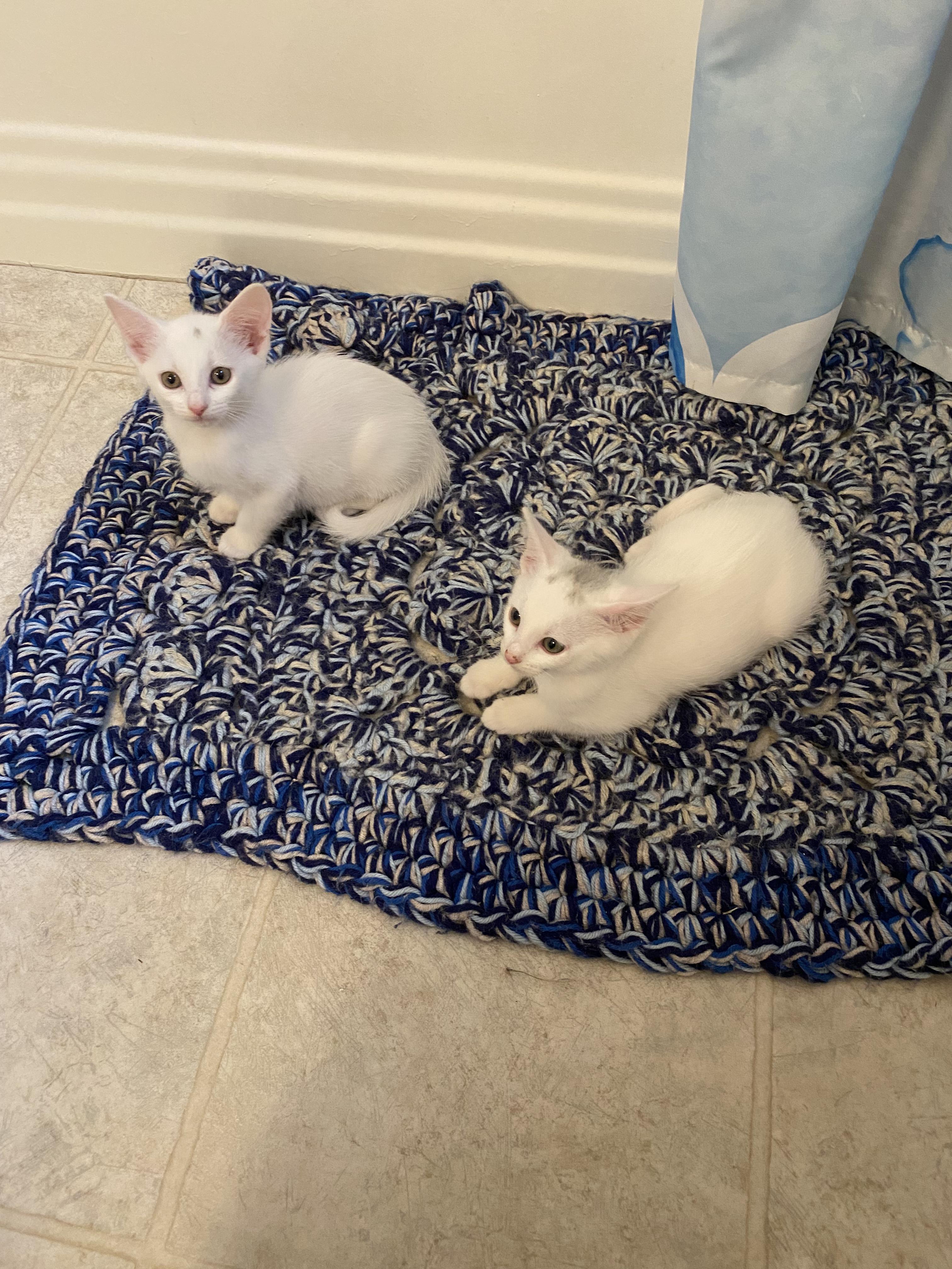 Saturday, a ADOPTABLE Domestic Short Hair in Columbus, OH image 5/6