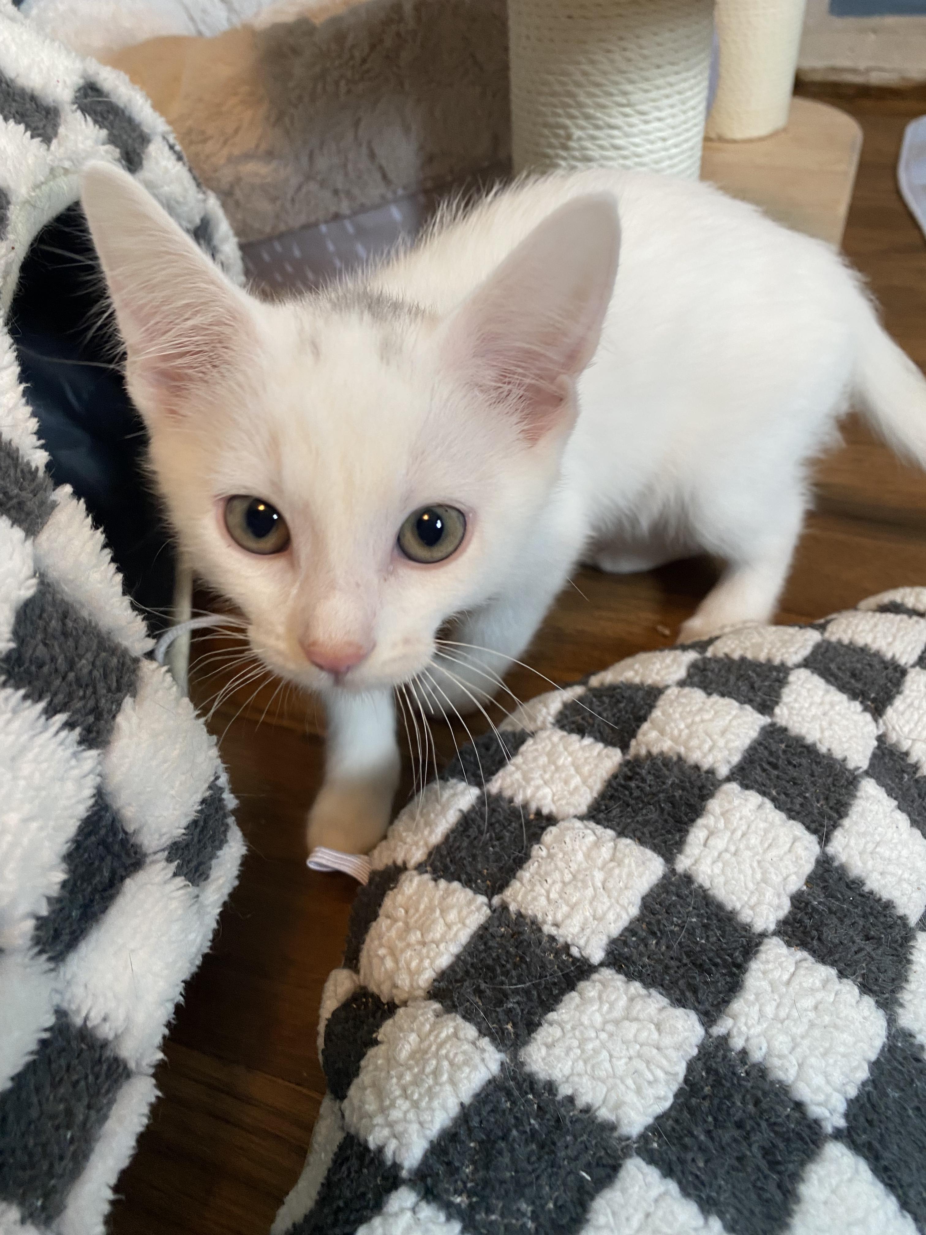 Saturday, a ADOPTABLE Domestic Short Hair in Columbus, OH image 2/6