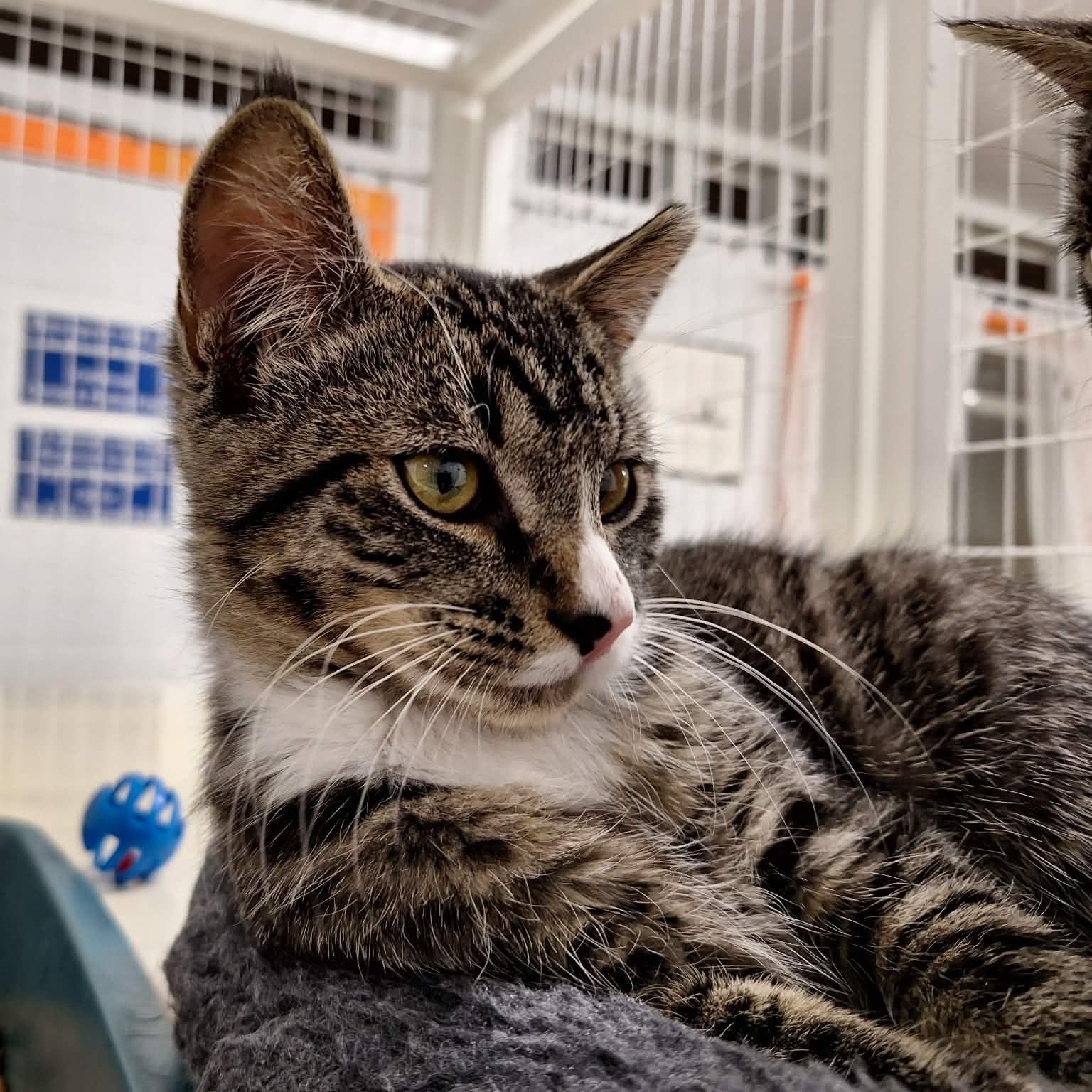 Bugsy, ADOPTABLE, Kitten Male Domestic Short Hair.