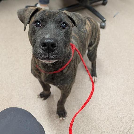 Night Ninja, Adoptable, Young Male Plott Hound.