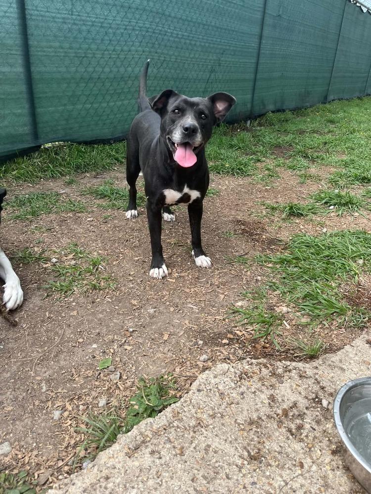 India, Adoptable, Adult Female Mixed Breed.
