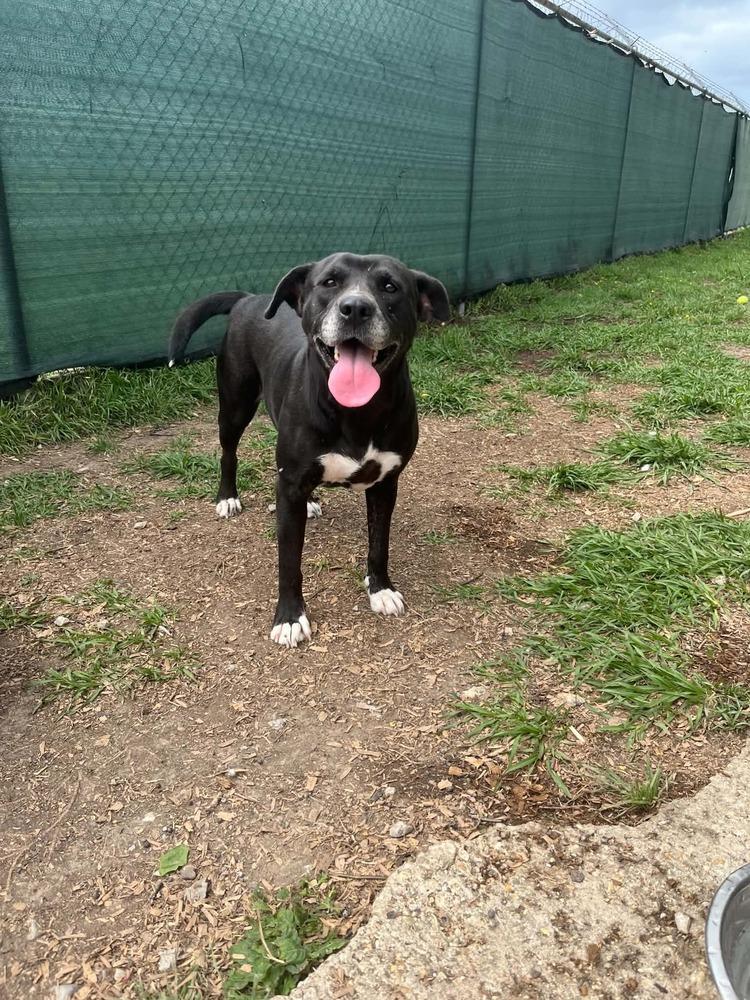 Enlarge India, a Adoptable mixed breed in Scott, LA image 2/6