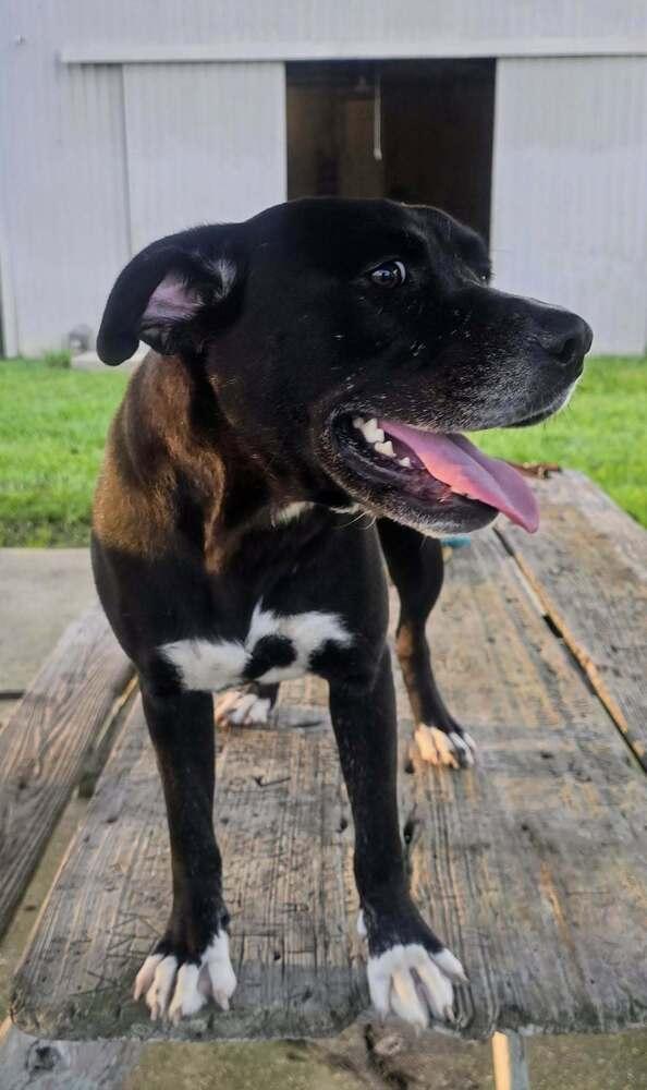 India, a Adoptable mixed breed in Scott, LA image 1/5