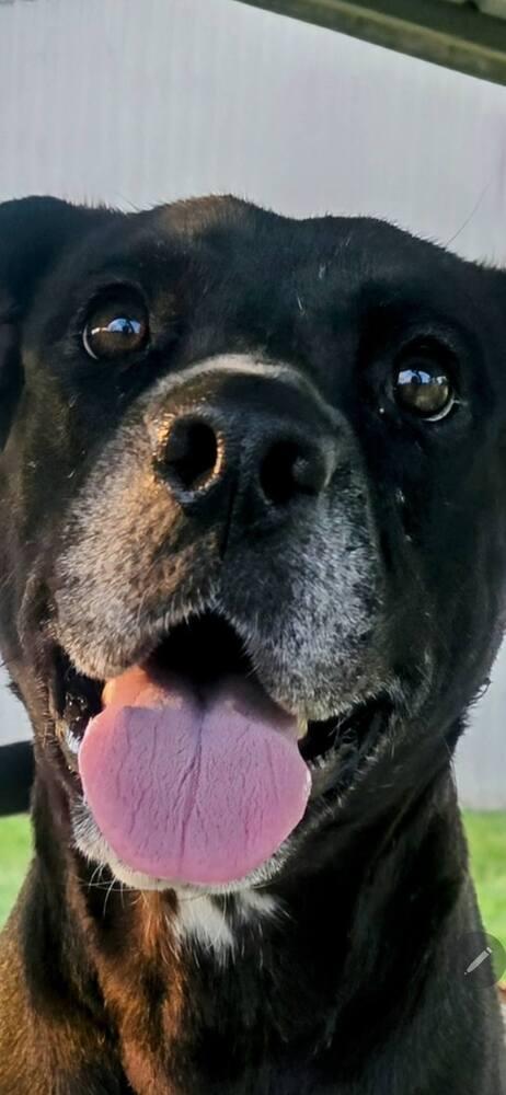 India, a Adoptable mixed breed in Scott, LA image 2/5