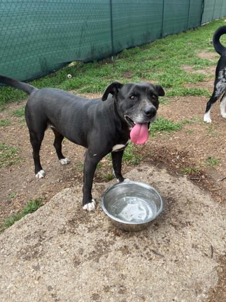Enlarge India, a Adoptable mixed breed in Scott, LA image 4/6
