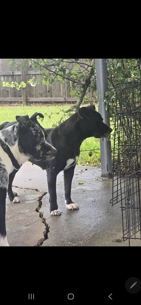 India, a Adoptable mixed breed in Scott, LA image 3/5