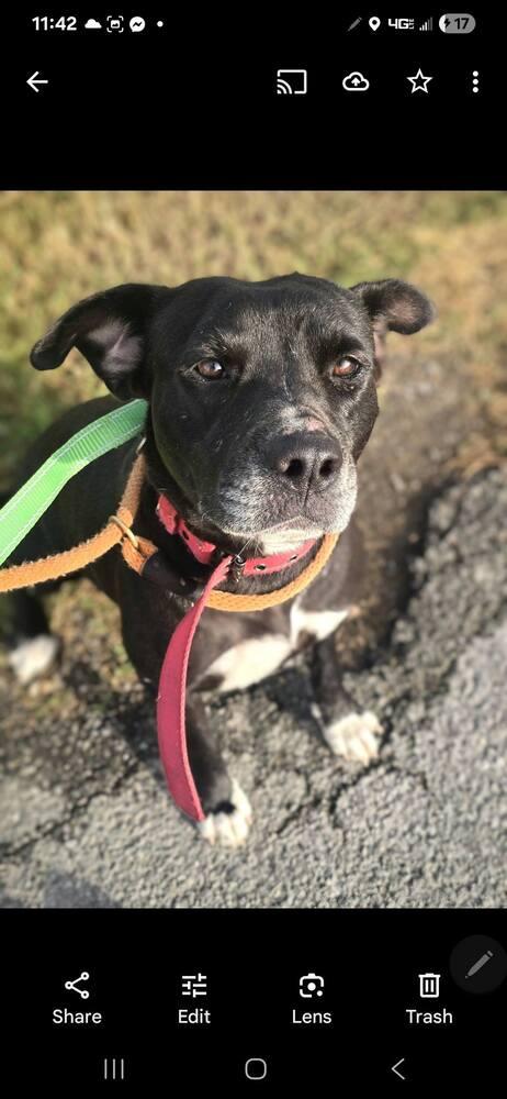 India, a Adoptable mixed breed in Scott, LA image 4/5