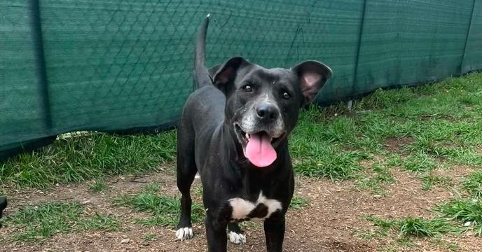 Enlarge India, a Adoptable mixed breed in Scott, LA image 5/6