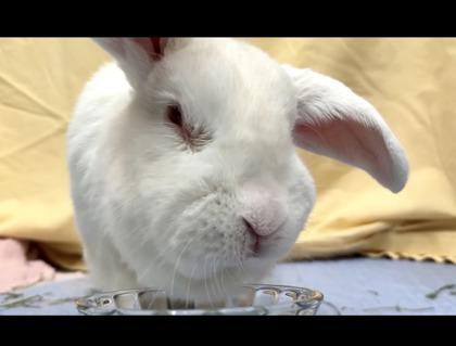 Enlarge Lumen, a Adoptable English Lop in Seattle, WA image 1/3