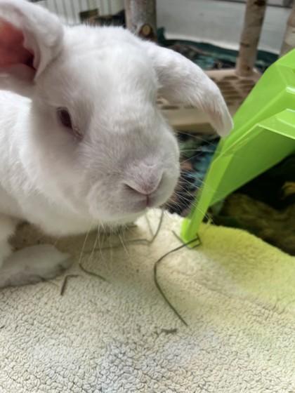 Enlarge Lumen, a Adoptable English Lop in Seattle, WA image 2/3